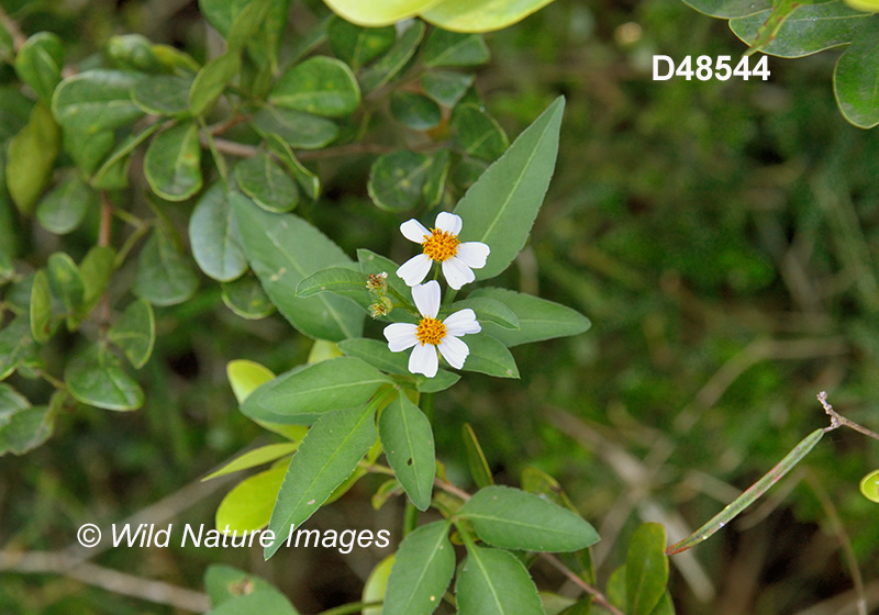 Hairy Beggarticks (Bidens pilosa)